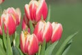 Garden tulips (tulipa gesneriana