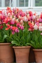 Garden tulips (tulipa gesneriana