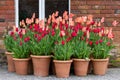 Garden tulips (tulipa gesneriana