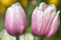 Garden tulips tulipa gesneriana