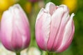 Garden tulips tulipa gesneriana