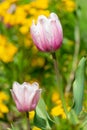 Garden tulips tulipa gesneriana