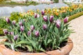 Garden tulips tulipa gesneriana Royalty Free Stock Photo