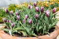 Garden tulips tulipa gesneriana Royalty Free Stock Photo