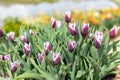 Garden tulips tulipa gesneriana Royalty Free Stock Photo