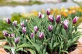 Garden tulips tulipa gesneriana Royalty Free Stock Photo