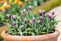 Garden tulips tulipa gesneriana Royalty Free Stock Photo