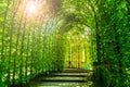 Garden tunnel in the garden Royalty Free Stock Photo