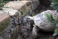 Garden turtle