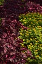 Garden with two different colors, yellow flowers and deep red leaves Royalty Free Stock Photo