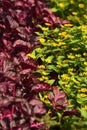 Garden with two different colors, yellow flowers and deep red leaves Royalty Free Stock Photo