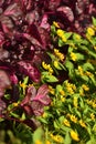 Garden with two different colors, yellow flowers and deep red leaves Royalty Free Stock Photo