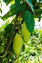 In the garden two large mango trees. Hanging mangoes are enhancing the beauty of the garden