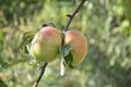 Two ripe apples on one branch Royalty Free Stock Photo