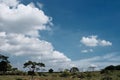 A garden under the blue sky and giant cloud