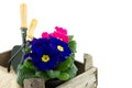 Garden utensils in crate with primrose