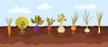 Garden vegetable growth in soil, infographic background with organic agriculture plants