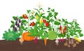 Garden with vegetable plants growing in the garden - vector flat illustration, group of vegetable plants in soil