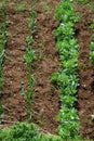 Garden Vegetable Plot 1 Royalty Free Stock Photo