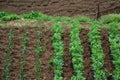 Garden Vegetable Plot 2 Royalty Free Stock Photo