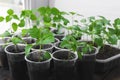 Garden and vegetable garden .Spring planting.Fresh young green shoots in a box .Green seedlings on a rustic wooden table.Green