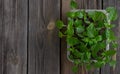 Garden and vegetable garden .Spring planting.Fresh young pepper sprouts in a box.Green seedlings on a rustic wooden table.Green