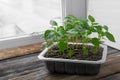 Garden and vegetable garden .Spring planting.Fresh young pepper sprouts in a box.Green seedlings on a rustic wooden table.Green