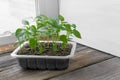 Garden and vegetable garden .Spring planting.Fresh young pepper sprouts in a box.Green seedlings on a rustic wooden table.Green