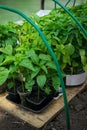 Garden and vegetable garden.Spring planting.Sprouted young green peppers, tomatoes and other greens on the beds in greenhouse.Eco-