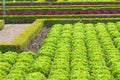 Garden and vegetables Royalty Free Stock Photo