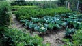 Garden with vegetables in Romania