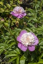 Beautiful early flowering pink peonies