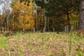 Garden view. Ground level. Autumn forest. Selective focus. Landscape view.