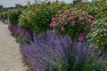 Garden view at lavender (lavandula angustifolia) and catnip (nepeta cataria) under roses blooming in different Royalty Free Stock Photo