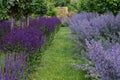 Garden view at rows of lavender (lavandula angustifolia) and catnip (nepeta cataria) under small trees Royalty Free Stock Photo