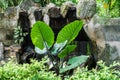 Garden view, single-point focus mode, palm tree, green foliage.