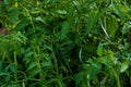 Garden view, tomato plant, fresh green in early spring