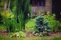 Garden view with various conifers and perennials