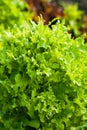 Garden view, yummy salads, fresh green in early spring