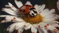 Garden visitor, Asian lady beetle on a beautiful daisy