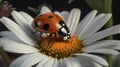 Garden visitor, Asian lady beetle on a beautiful daisy