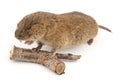 Garden Vole (Arvicola terrestris)