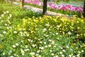 Garden with walk and several flowers. Sunlight