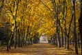 Garden walkway with picturesque autumn trees