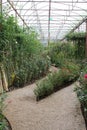 The Garden walkway in the Royal Rose Garden