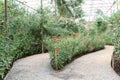 The Garden walkway in the Royal Rose Garden