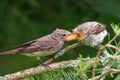 Garden warbler feeding a juvenile