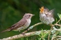 Garden warbler feeding a juvenile