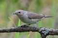 Garden warbler sylvia borin posing on little branch in light grey plumage