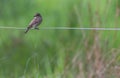 Garden warbler